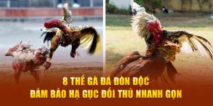 gà đá đòn độc