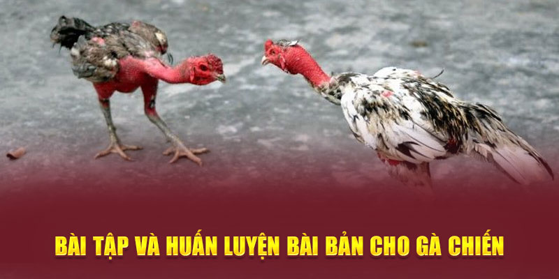 Bài tập và huấn luyện bài bản cho gà chiến 