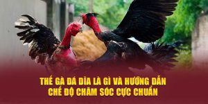 thế gà đá dĩa là gì