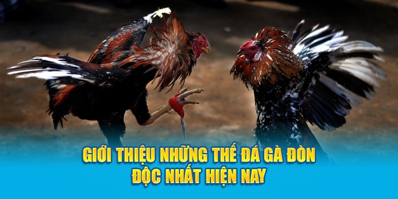 Giới thiệu những thế đá gà đòn độc nhất hiện nay