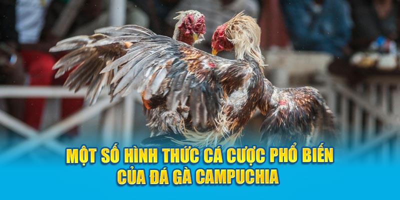 Một số hình thức cá cược phổ biến của đá gà Campuchia